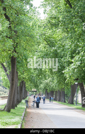 The city wall of Lucca, Tuscany, Italy, Europe Stock Photo - Alamy