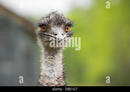 Emu at Assiniboine Park Zoo, Winnipeg, Manitoba, Canada Stock Photo