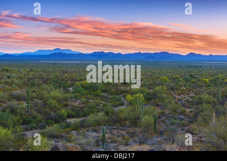 Saguaro National Park from Signal Hill, Arizona, USA Stock Photo