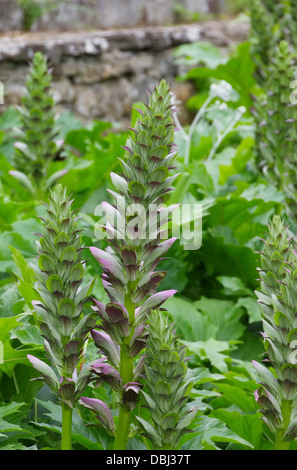 Acanthus mollis 07 Stock Photo