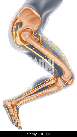 Anatomy of the Saphenous Nerve Stock Photo: 7710434 - Alamy