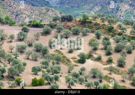 Olivenhain in Kalabrien - olive grove in Calabria 01 Stock Photo