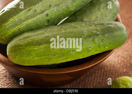 Organic Green Pickle Cucumbers used for Pickling Stock Photo