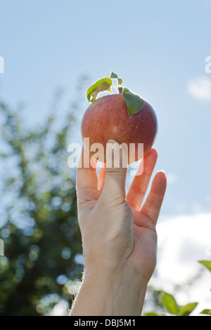 woman's hand picking an apple in New York state Stock Photo