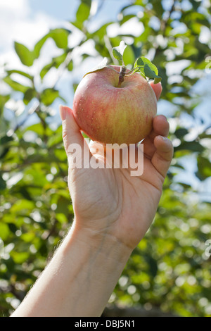 woman's hand picking an apple in New York state Stock Photo