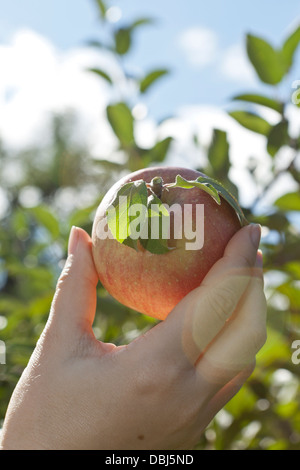 woman's hand picking an apple in New York state Stock Photo