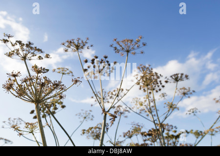 Seed heads of Common Hogweed against blue sky, England, UK Stock Photo