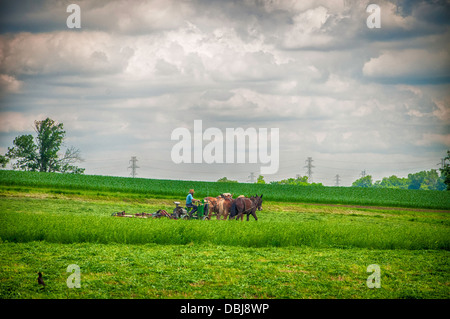 Amish farmer w/ draft horse, mules, plows field. Stock Photo