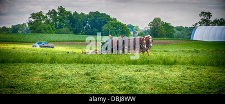 Amish farmer w/ draft horse, mules, plows field. Stock Photo