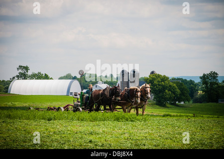 Amish farmer w/ draft horse, mules, plows field. Stock Photo