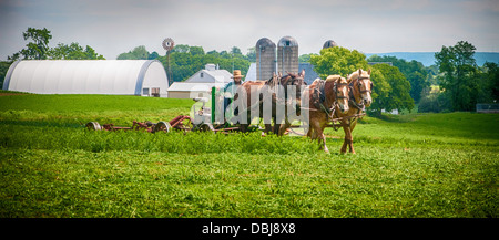 Amish farmer w/ draft horse, mules, plows field. Stock Photo