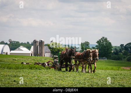 Amish farmer w/ draft horse, mules, plows field. Stock Photo