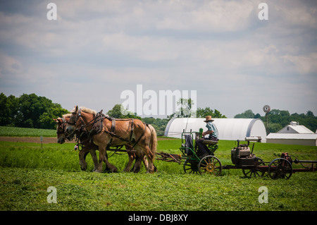 Amish farmer w/ draft horse, mules, plows field. Stock Photo