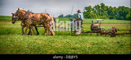 Amish farmer w/ draft horse, mules, plows field. Stock Photo