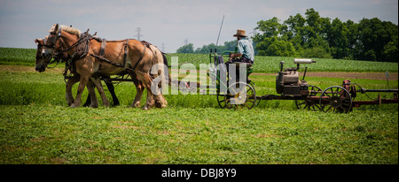 Amish farmer w/ draft horse, mules, plows field. Stock Photo