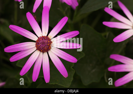 Magenta and with bicolor Baby Senetti flowers with soft green leaf background Stock Photo