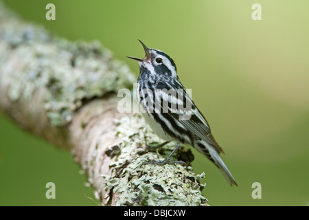 Black and White Warbler Singing Perching on Lichen Covered Log Stock Photo