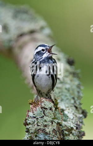 Black and White Warbler Singing Perching on Lichen Covered Log - Vertical Stock Photo