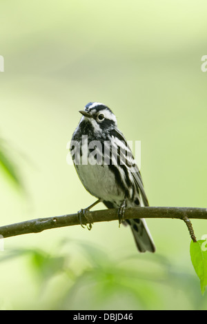 Black and White Warbler perching - vertical Stock Photo