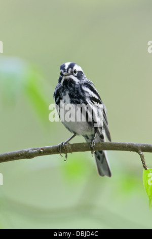 Black and White Warbler perching - vertical Stock Photo