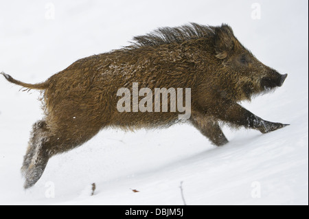 Fleeing Wild boar in winter, Sus scrofa, Lower Saxony, Germany, Europe Stock Photo
