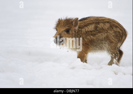 Young Wild boar in snow, Sus scrofa, Lower Saxony, Germany, Europe Stock Photo