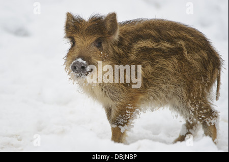 Young Wild boar in snow, Sus scrofa, Lower Saxony, Germany, Europe Stock Photo