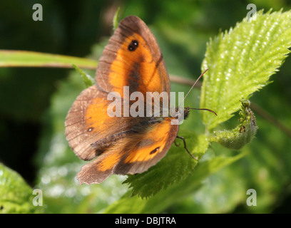 Gatekeeper or Hedge Brown butterfly (Pyronia tithonus) posing with open wings  on a leaf and in the grass (7 images in series) Stock Photo