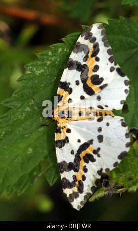 Close-up of the colourful Magpie Moth (Abraxas grossulariata) Stock Photo