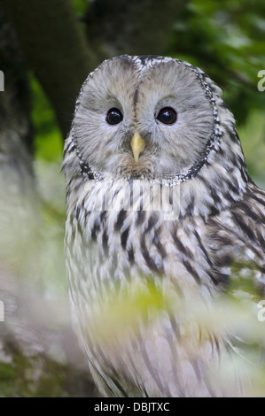 Ural Owl, Strix uralensis, Bavarian Forest, Bavaria, Germany, Europe Stock Photo
