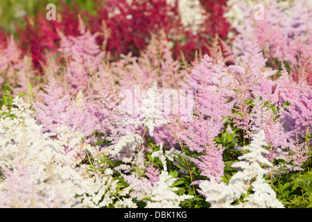 Heather flowers blossom in august park Stock Photo