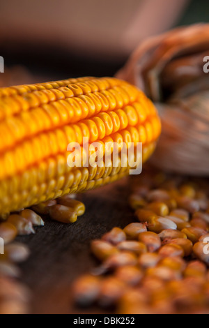 Corn Cob, Close-up, Croatia, Slavonia, Europe Stock Photo