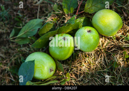 Four Apples In A Row, Croatia, Slavonia, Europe Stock Photo