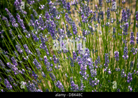 Lavender Field In Summer, Croatia, Dalmatia, Europe Stock Photo