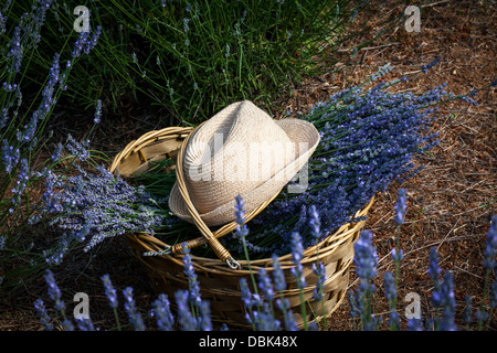 Lavender Flowers in Basket, Croatia, Dalmatia, Europe Stock Photo
