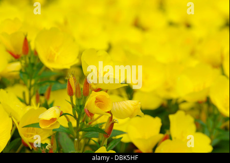 Oenothera is a genus of about 125 species of herbaceous flowering plants. Stock Photo
