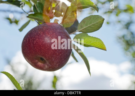 apple in orchard in the fall Stock Photo