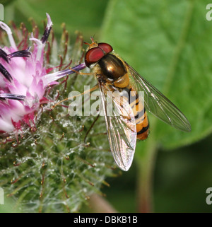 Marmalade hoverfly (Episyrphus balteatus)  foraging on a flower Stock Photo