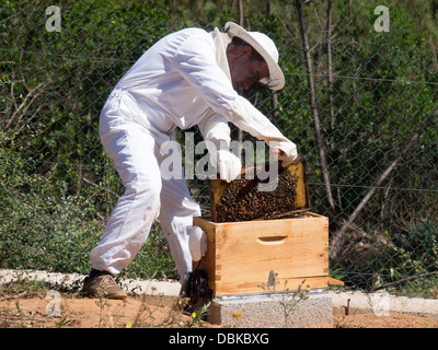 Beekeeper in protective suit removing brood frame from bee hive to collect honey Stock Photo