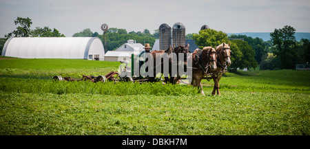 Amish farmer w/ draft horse, mules, plows field. Stock Photo