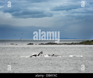 Humpback Whales Bubble Feeding In Alaska Stock Photo