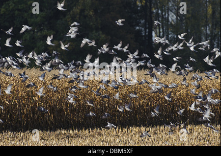 Group of Common Wood Pigeon, Columba palumbus, Lower Saxony, Germany, Europe Stock Photo