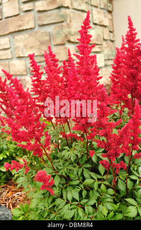 Red Astilbe plant flowering Stock Photo