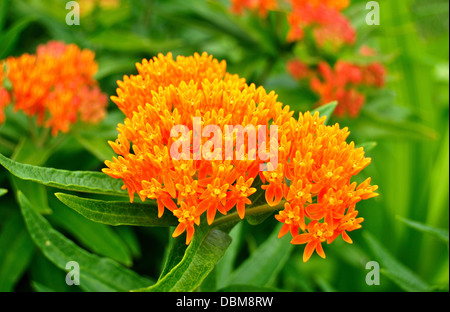 Butterfly weed plant - Asclepias tuberosa Stock Photo