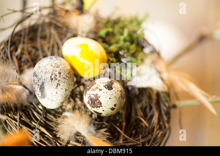 Easter Eggs In Nest, Osijek, Croatia, Europe Stock Photo