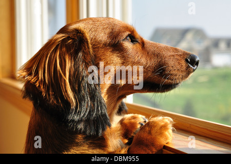 Dachshund dog waiting / looking out of the window Stock Photo