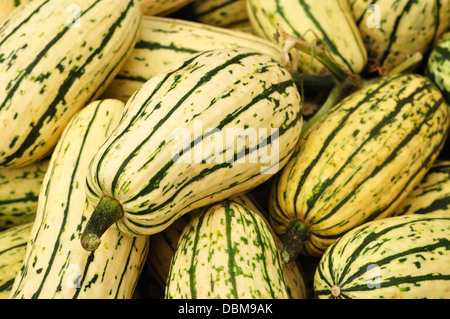 Delicata squash pumpkins (Cucurbita pepo) Stock Photo