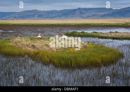 Nesting Whooper swans, Cygnus cygnus, Iceland Stock Photo