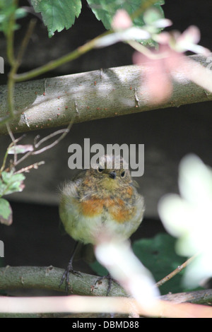 A robin perching on a branch of an apple tree starring straight into the camera curiously Stock Photo