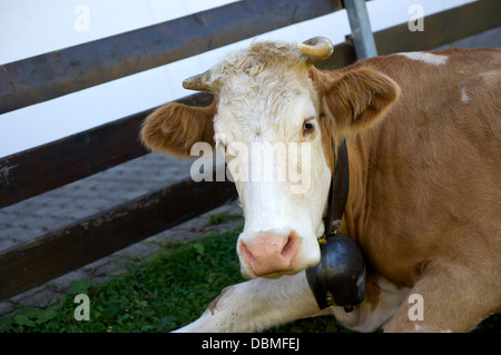 Swiss alpine cow with a treichein brass bell around its neck Stock Photo
